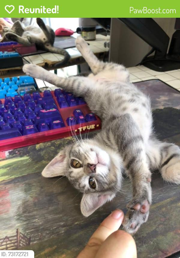 Reunited Male Cat last seen Near Satellite Blvd, San Diego, CA 92154, San Diego, CA 92154