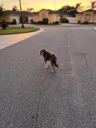 Reunited Male Dog last seen Dorchester Ave - Sullivan Villas, The Villages, FL 32162