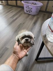 Lost Male Dog last seen West Ave J, Lancaster, CA 93536