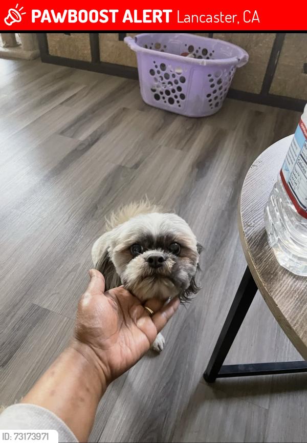 Lost Male Dog last seen West Ave J, Lancaster, CA 93536