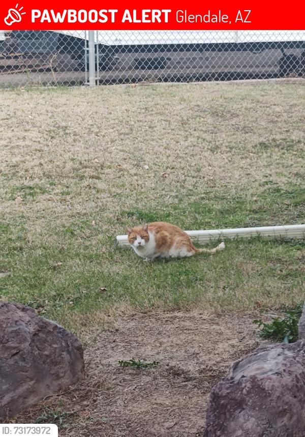 Lost Unknown Cat last seen Shaw butte, Glendale, AZ 85304