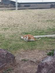 Lost Unknown Cat last seen Shaw butte, Glendale, AZ 85304