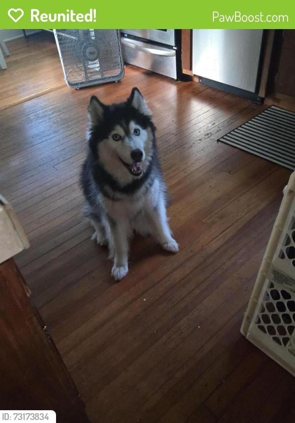 Reunited Female Dog last seen Near Melbourne Ave Boardman Ohio, Youngstown, OH 44512