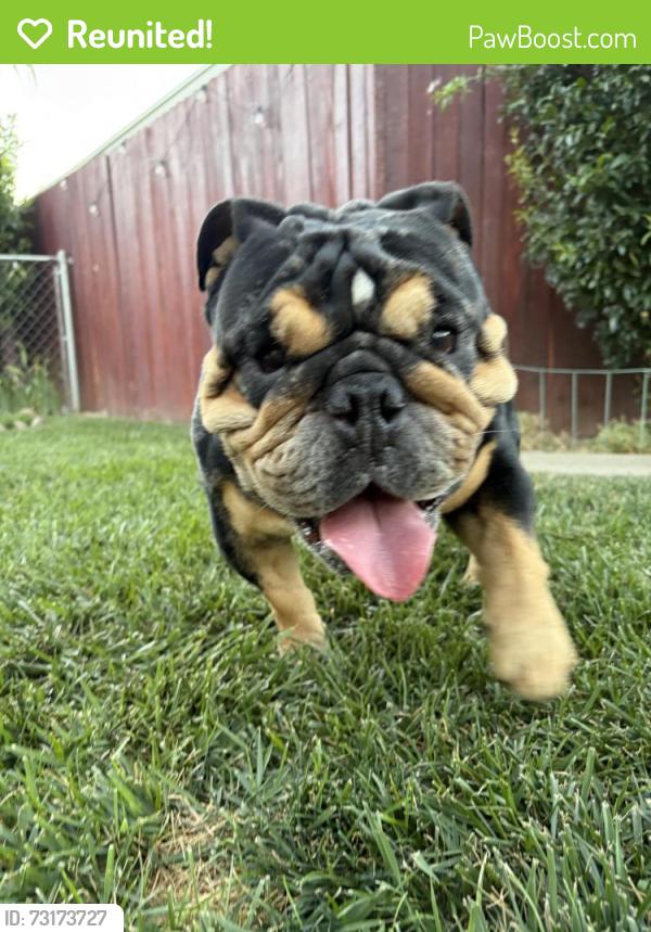 Reunited Male Dog last seen Davidson Dr & Delaney Dr, Antelope, Antelope, CA 95843