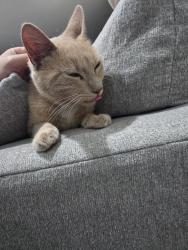 Found/Stray Unknown Cat last seen la mirada +imperial, La Mirada, CA 90638