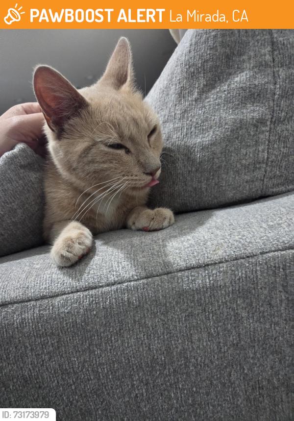 Found/Stray Unknown Cat last seen la mirada +imperial, La Mirada, CA 90638