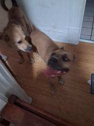 Found/Stray Female Dog last seen Foothill 9th Ave by school, Oakland, CA 94606