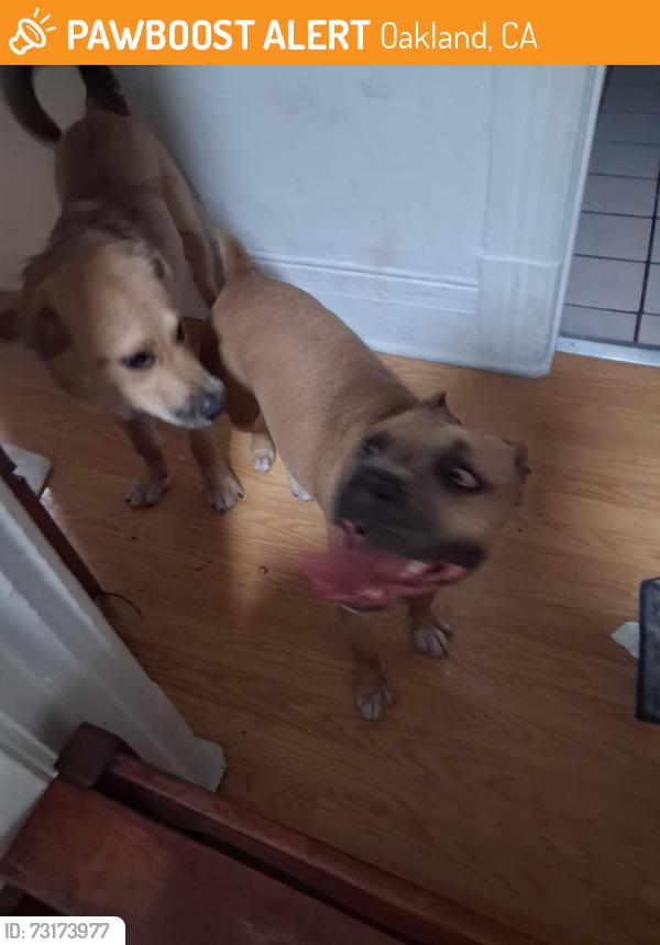 Found/Stray Female Dog last seen Foothill 9th Ave by school, Oakland, CA 94606