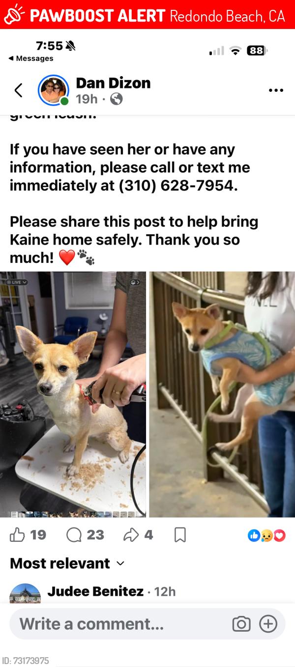 Lost Female Dog last seen Redondo beach pier, Redondo Beach, CA 90277