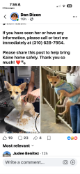Lost Female Dog last seen Redondo beach pier, Redondo Beach, CA 90277