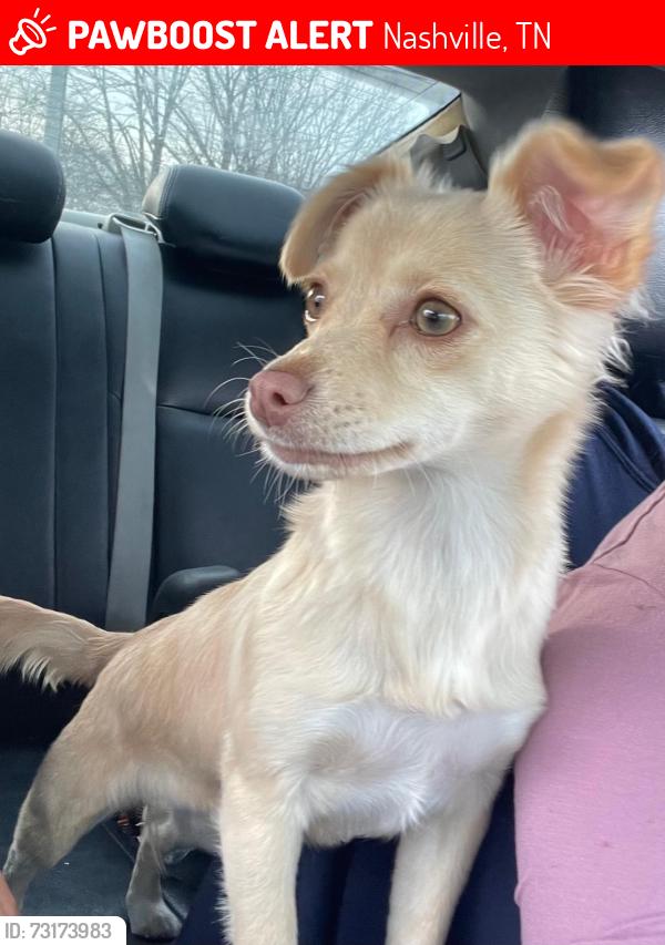 Lost Female Dog last seen Paragon mills, Nashville, TN 37211