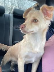 Lost Female Dog last seen Paragon mills, Nashville, TN 37211