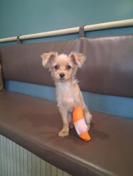 Lost Female Dog last seen Herrick St. & Beaver St., Los Angeles, CA 91342