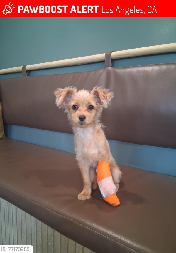 Lost Female Dog last seen Herrick St. & Beaver St., Los Angeles, CA 91342