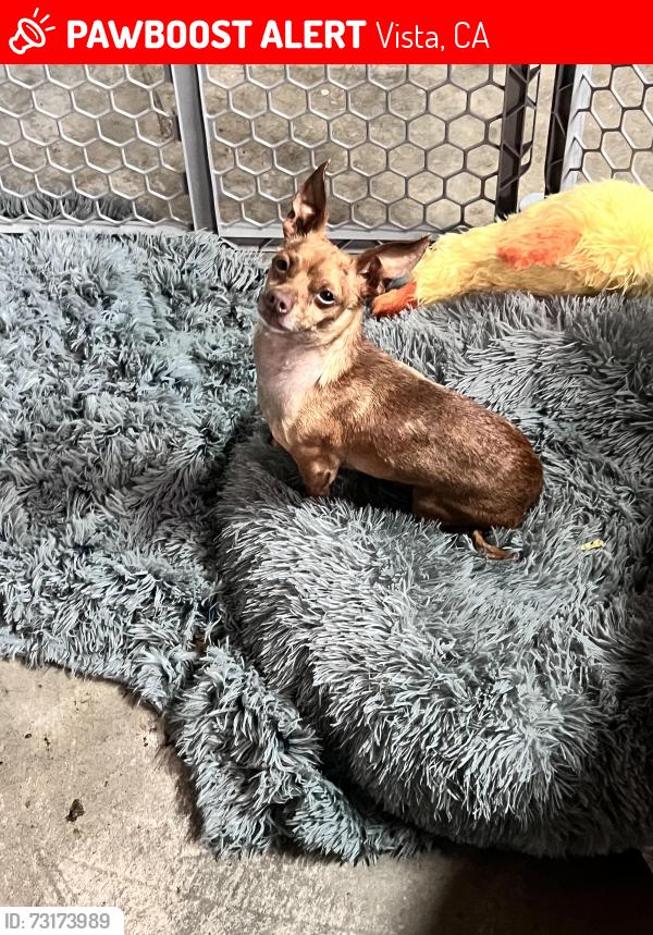 Lost Male Dog last seen W Vista Way, Amador Ave, Hackamore Rd, Colusa Way, Tylee St, Vista, CA 92083