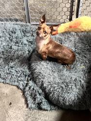 Lost Male Dog last seen W Vista Way, Amador Ave, Hackamore Rd, Colusa Way, Tylee St, Vista, CA 92083
