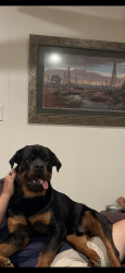 Reunited Male Dog last seen Hilton hotel, Tyler, TX 75703