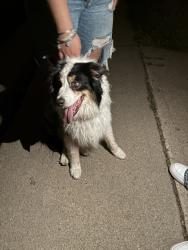 Found/Stray Unknown Dog last seen victor, Aurora, CO 80011