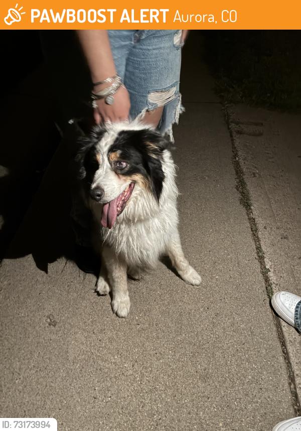 Found/Stray Unknown Dog last seen victor, Aurora, CO 80011