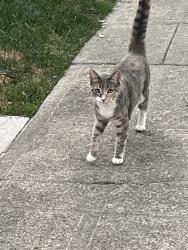 Found/Stray Unknown Cat last seen Wellington St. & Leach Ave, Oakland, Oakland, CA 94602