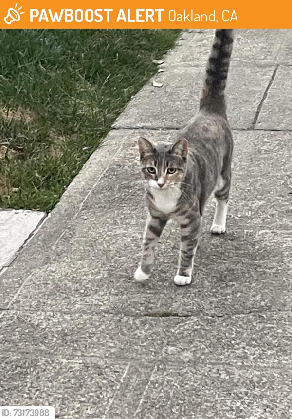 Found/Stray Unknown Cat last seen Wellington St. & Leach Ave, Oakland, Oakland, CA 94602