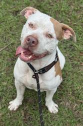 Shelter Stray Male Dog last seen Near BLOCK NW 120 WY, SUNRISE FL 33323, 2400 SW 42nd St, Fort Lauderdale, FL 33312, USA
