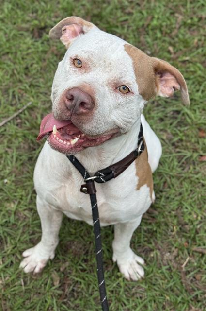 Shelter Stray Male Dog last seen Near BLOCK NW 120 WY, SUNRISE FL 33323, 2400 SW 42nd St, Fort Lauderdale, FL 33312, USA