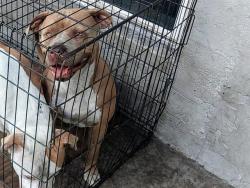 Shelter Stray Female Dog last seen Near BLOCK NW 120 WY, SUNRISE FL 33323, 2400 SW 42nd St, Fort Lauderdale, FL 33312, USA