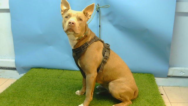 Shelter Stray Female Dog last seen , 216 W Victoria St, Gardena, CA 90248, USA