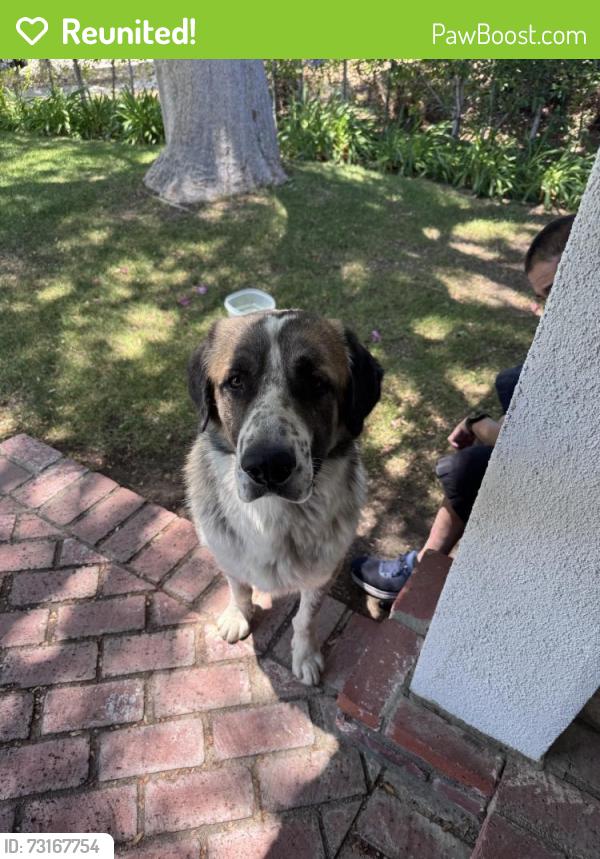 Reunited Male Dog last seen Near Bleeker St, Sylmar, CA 91342, USA, Los Angeles, CA 91342