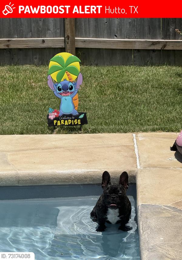 Lost Female Dog last seen Near coconut cv, Hutto, TX 78634