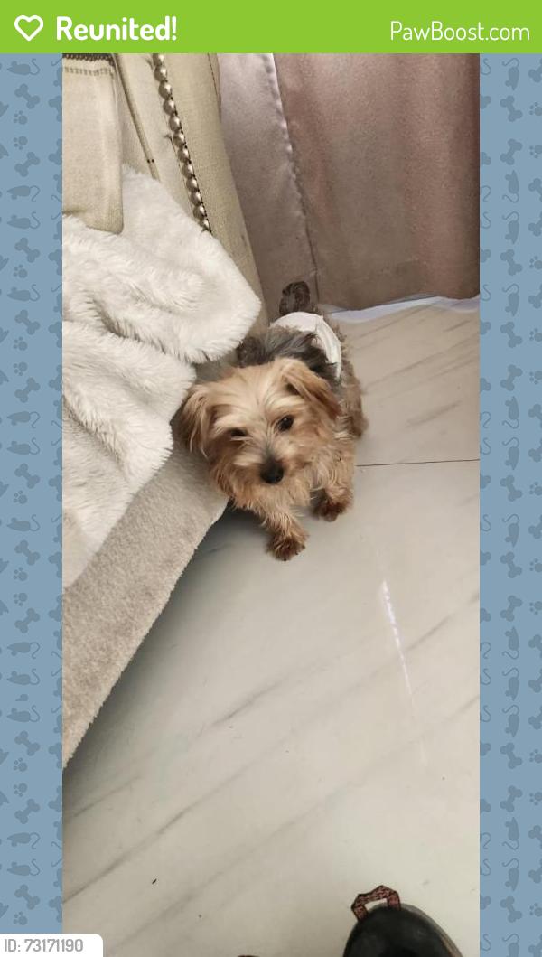 Reunited Male Dog last seen Cambria & Mango, Fontana, CA 92336