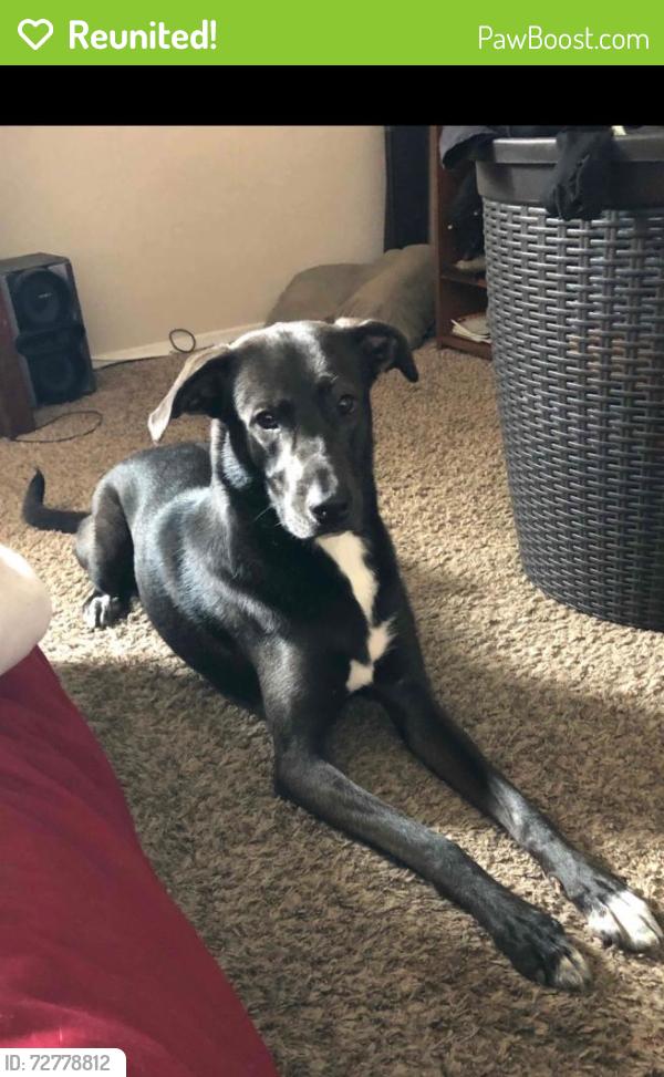 Reunited Female Dog last seen Great Southwest Pkwy and Claremont, Grand Prairie, TX 75052