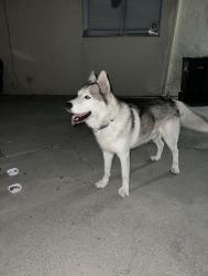 Lost Unknown Dog last seen Near ave Oakland Ca, Oakland, CA 94603