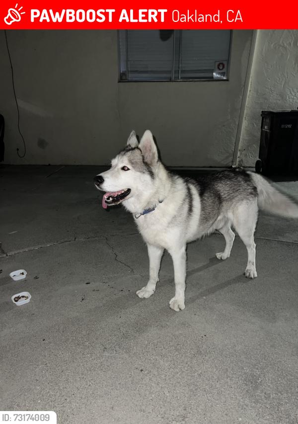 Lost Unknown Dog last seen Near ave Oakland Ca, Oakland, CA 94603