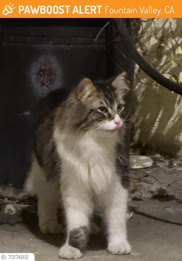 Found/Stray Unknown Cat last seen Mount Cook Circle, Fountain Valley, CA 92708