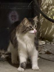 Found/Stray Unknown Cat last seen Mount Cook Circle, Fountain Valley, CA 92708