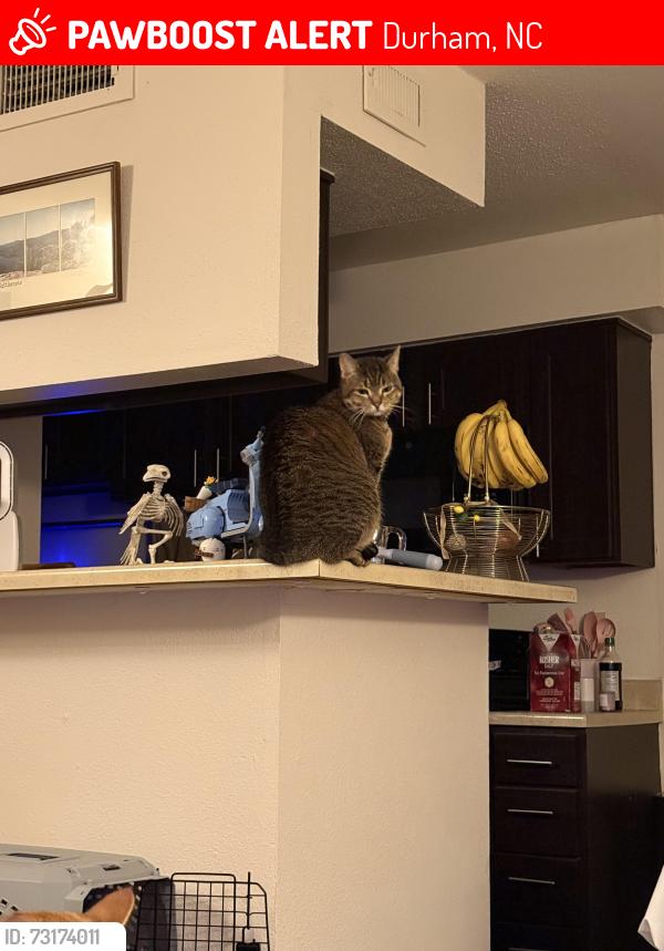 Lost Female Cat last seen Near apmt building 1500, Durham, NC 27707
