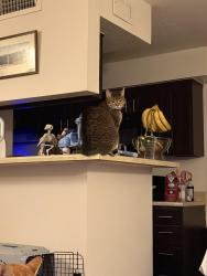 Lost Female Cat last seen Near apmt building 1500, Durham, NC 27707
