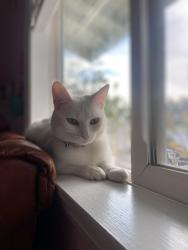 Lost Female Cat last seen cardiff and san felipe st, San Diego, CA 92114