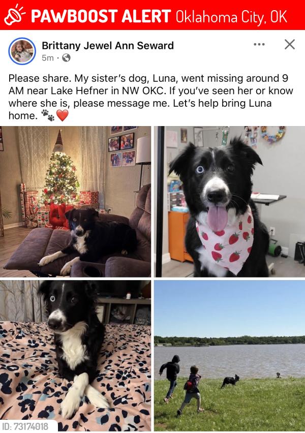Lost Female Dog last seen Lake Hefner, Oklahoma City, OK 73116