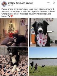 Lost Female Dog last seen Lake Hefner, Oklahoma City, OK 73116