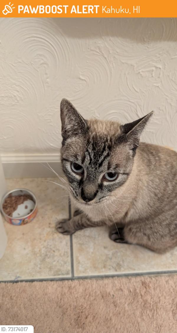 Found/Stray Male Cat last seen 57-091 Kamehameha HighwayKahuku, HI 96731 Turtle Bay Resort, Kahuku, HI 96731