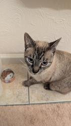 Found/Stray Male Cat last seen 57-091 Kamehameha HighwayKahuku, HI 96731 Turtle Bay Resort, Kahuku, HI 96731