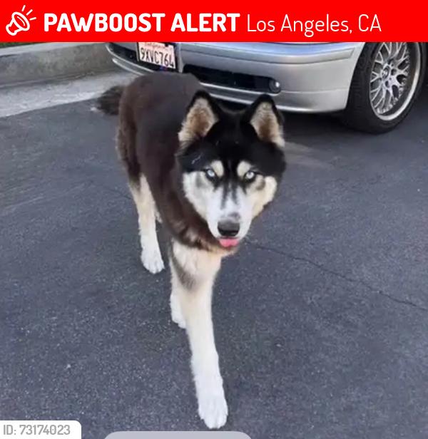 Lost Female Dog last seen La cienega & fail fine ave, Los Angeles, CA 90034