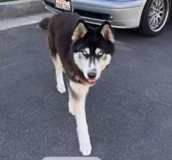 Lost Female Dog last seen La cienega & fail fine ave, Los Angeles, CA 90034