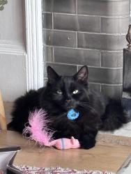 Reunited Male Cat last seen Holyrood drive, Southend-on-Sea, England 