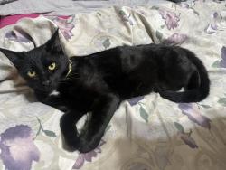 Reunited Male Cat last seen Sunflower Cir and Etcheverry Dr Stockton 95212, Stockton, CA 95212