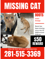 Lost Male Cat last seen Emerald Trace Ct / Kirkpatrick Way, Sugar Land, TX 77479
