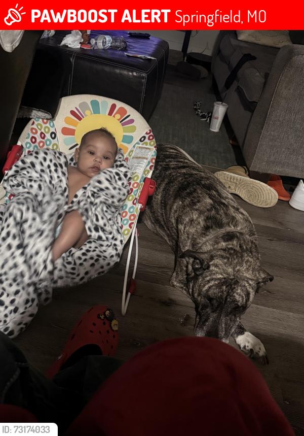 Lost Male Dog last seen National, Springfield, MO 65807